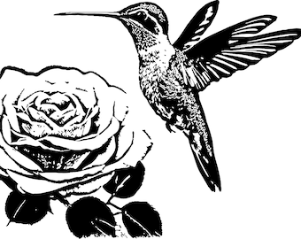 May include: A black and white illustration of a hummingbird hovering near a rose. The hummingbird has its wings spread out and its beak is pointed towards the rose. The rose is in full bloom and has a large, open centre.