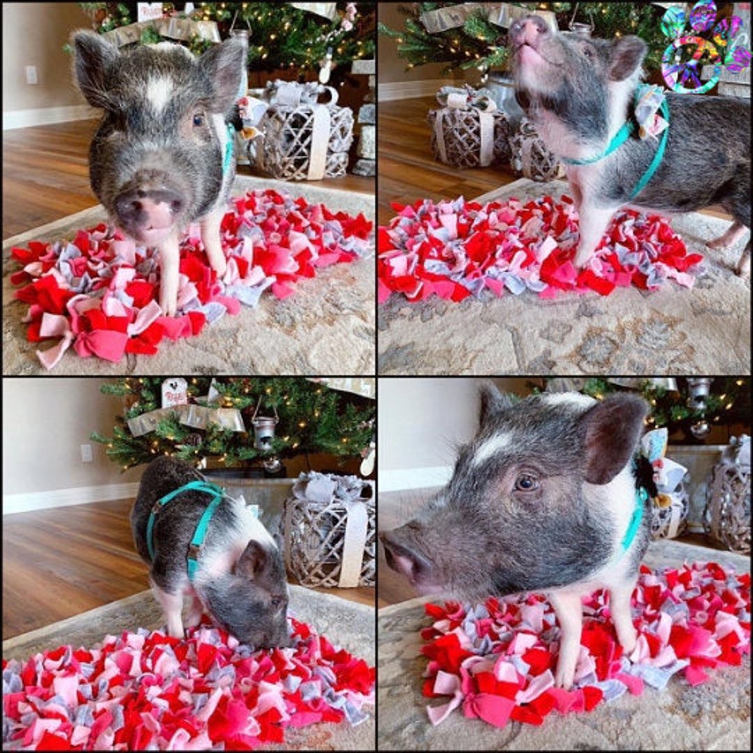 Mini Pig Rooting Box Choose Your Size Snuffle Mat for Dogs/mini Pig Rooting Mat/ Enrichment ...