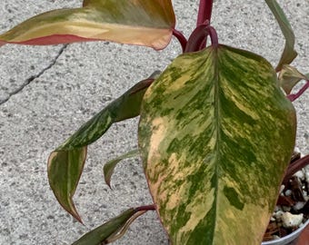Philodendron Strawberry Shake, enraizado en California, EE. UU. Vendedor