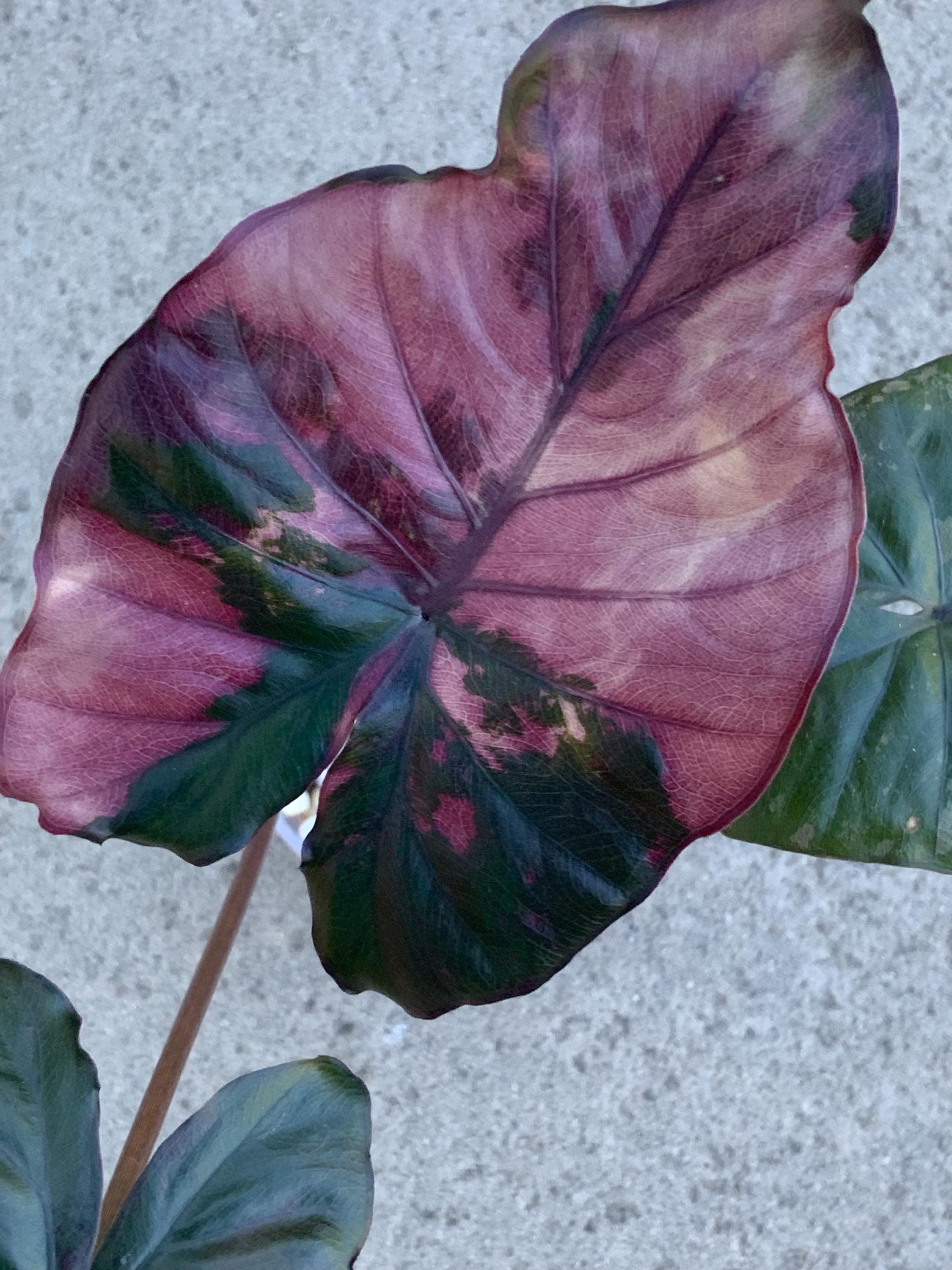 Alocasia serendipity variegated - Etsy 日本