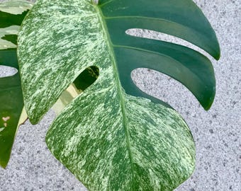 Monstera Borsigiana Mint 2” Plant **(ALL Plants Require You to