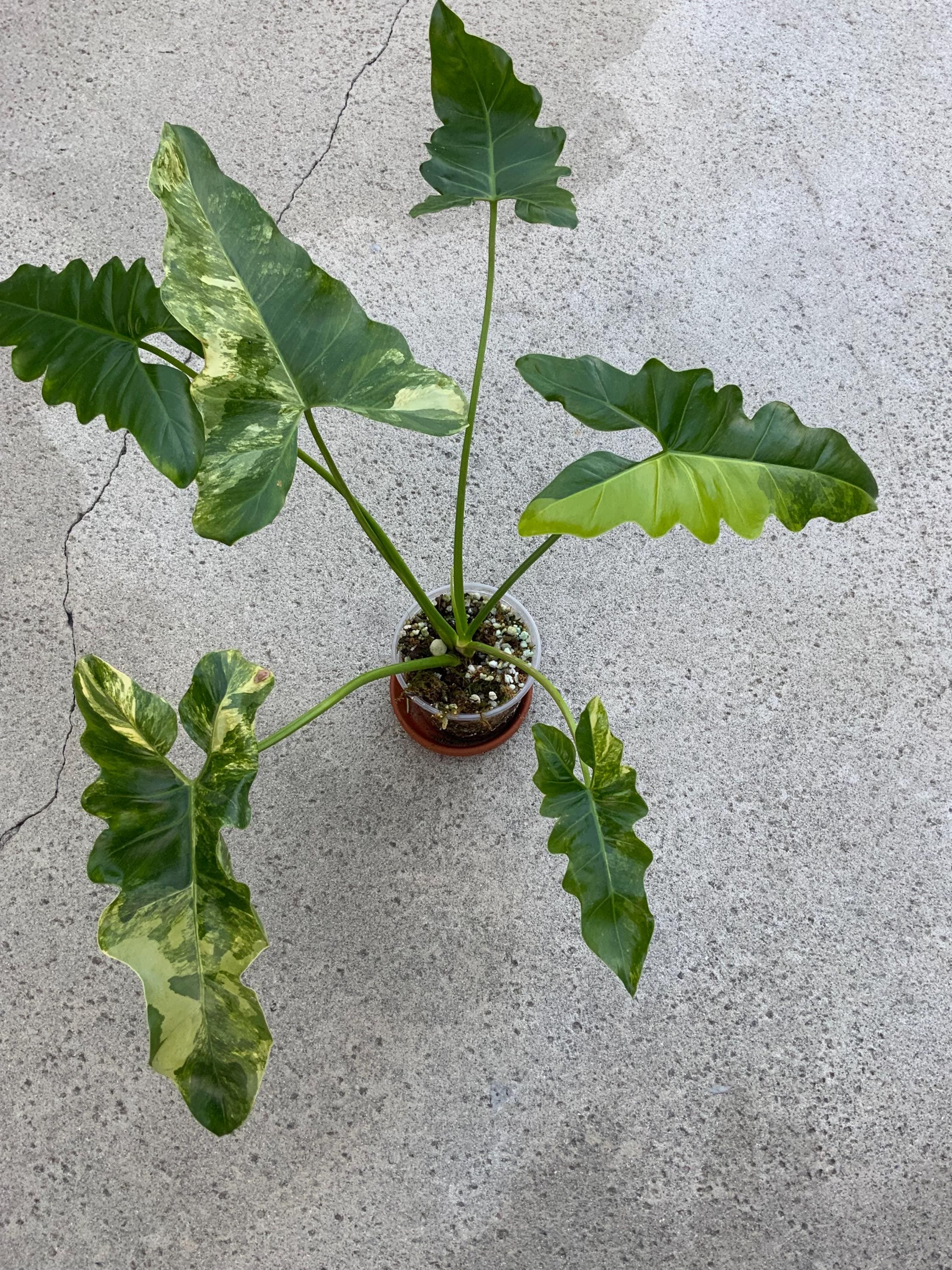 Philodendron Williamsii Variegated - Etsy