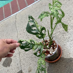 Buy Monstera Adansonii Indonesia Online In India - Etsy India