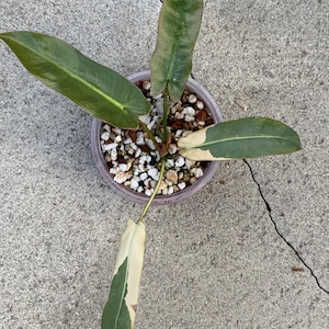 Philodendron atabapoense - Etsy 日本