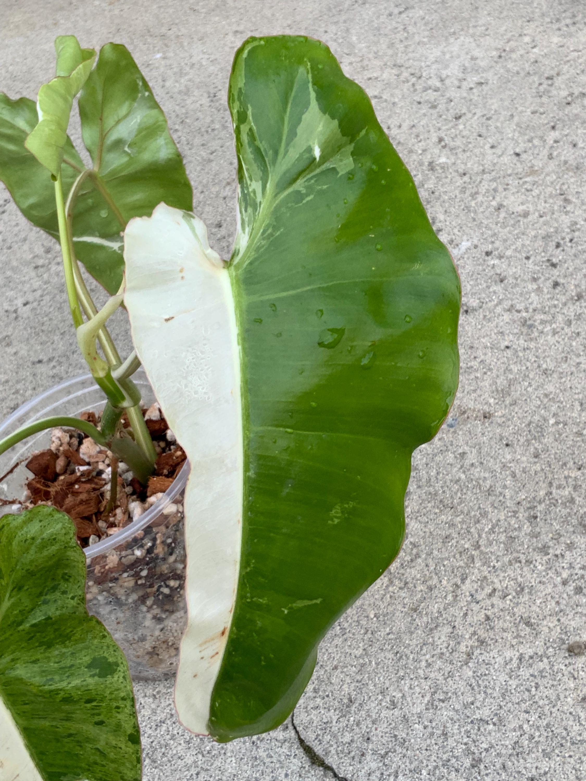 philodendron micans halo Philodendron Micans Halo Variegata | Buy online main image 0