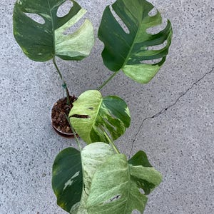 n*a様 特選大株‼️ボルシギアナ&デリシオーサミックスフルミント