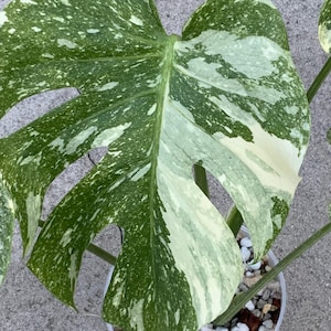 Monstera green snow - Etsy 日本