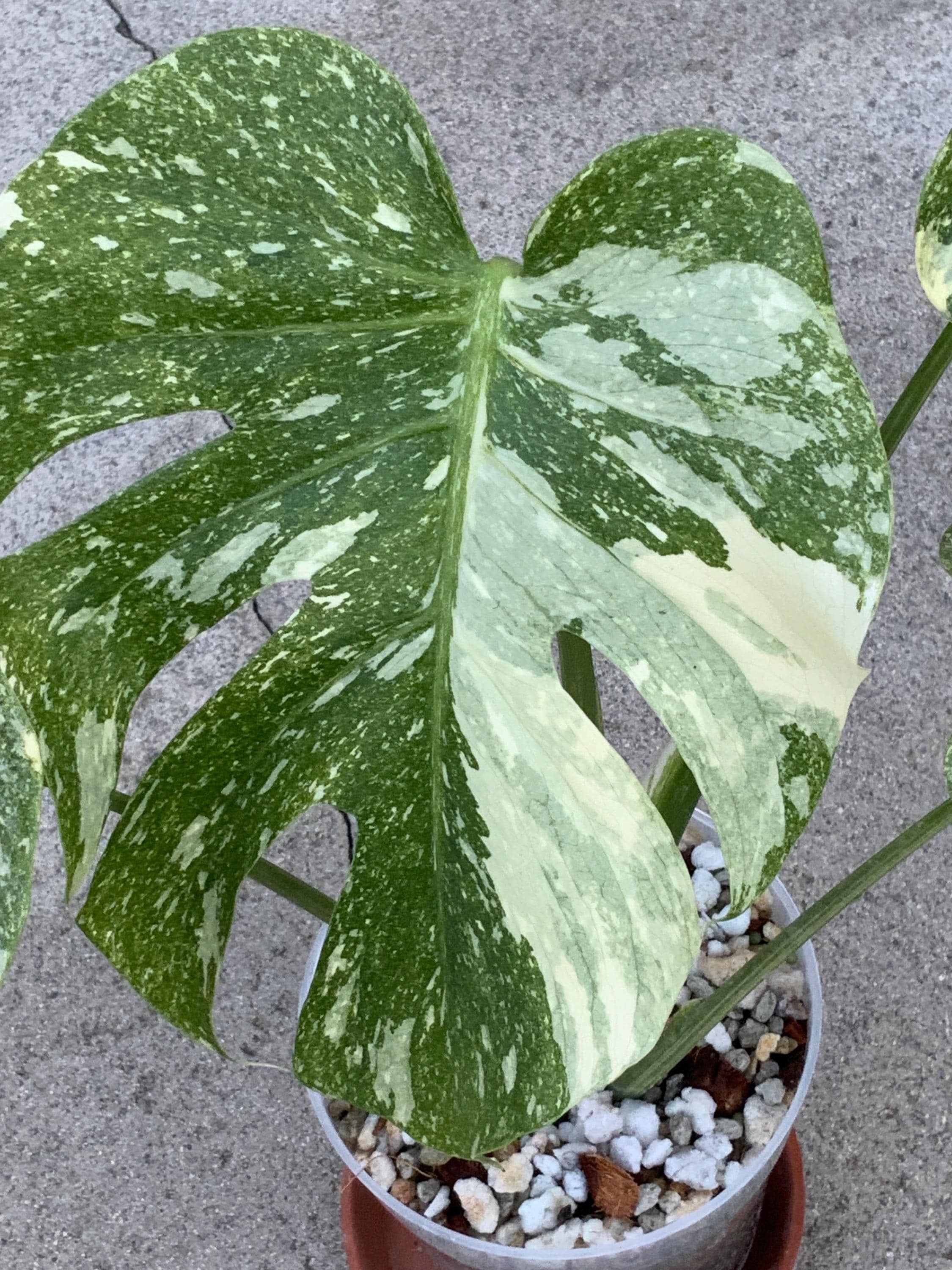 Monstera green snow - Etsy 日本