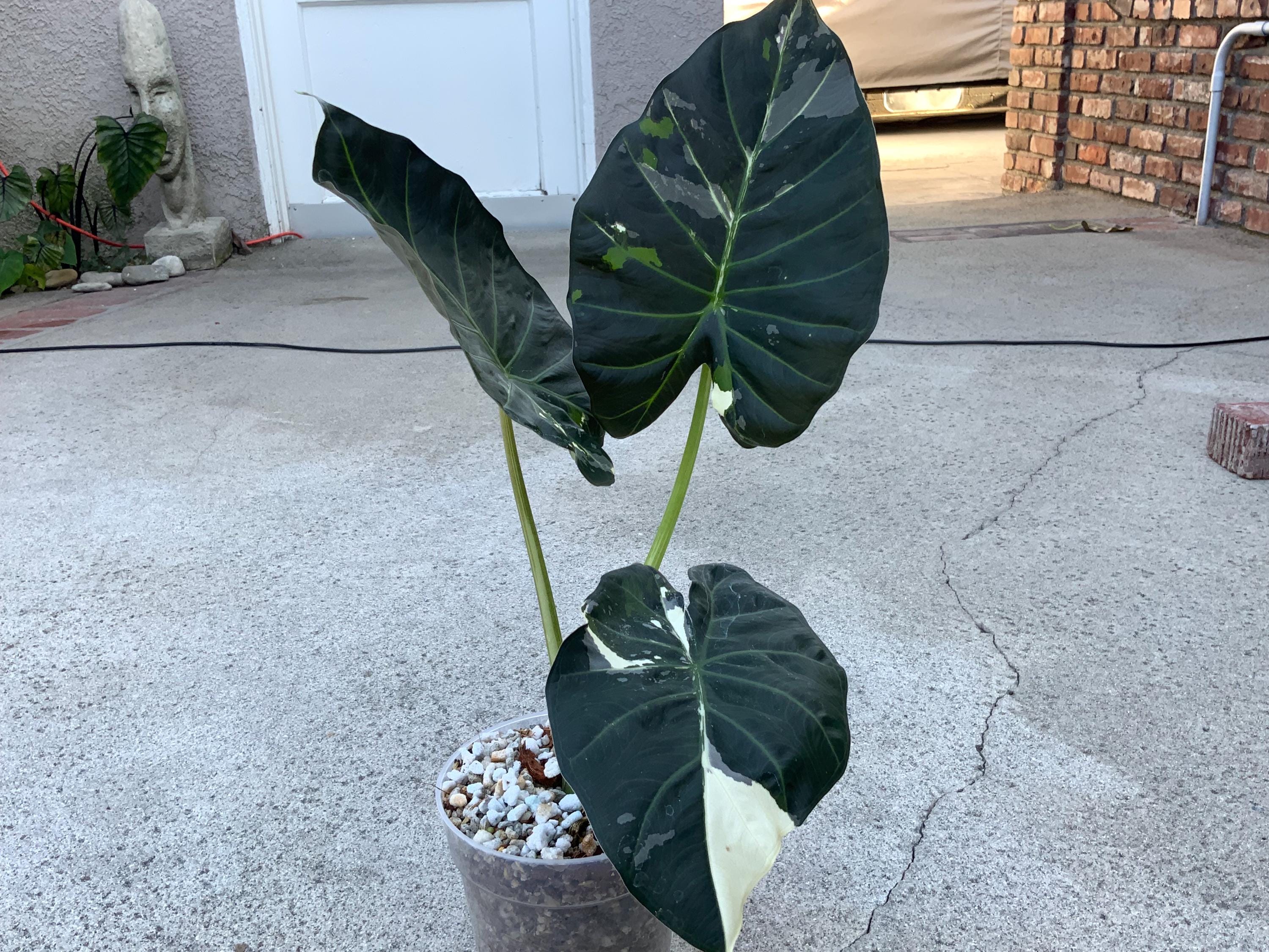 Alocasia regal shields - Etsy 日本