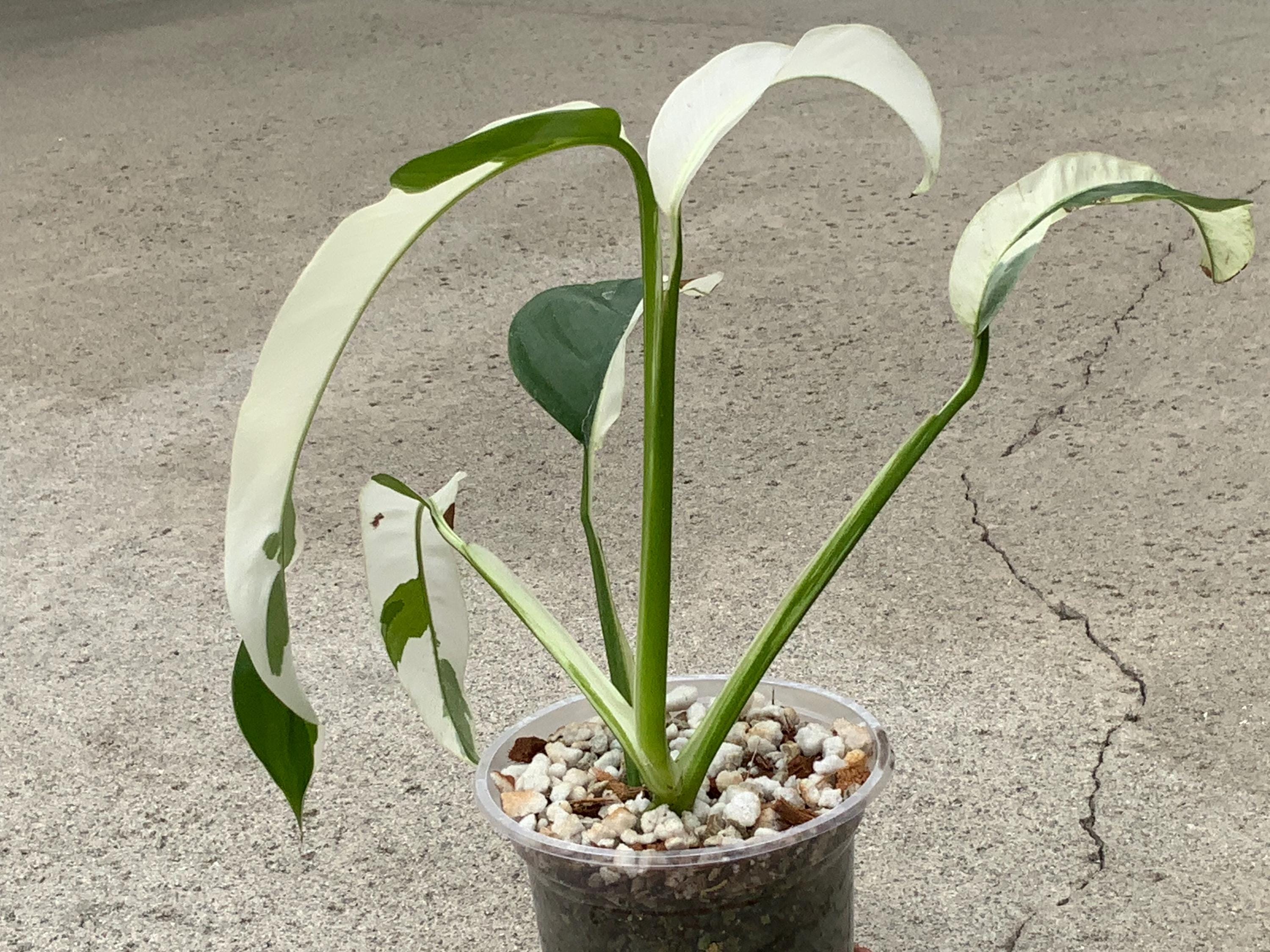 Variegated philodendron giganteum - Etsy 日本