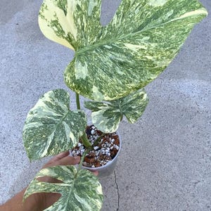Monstera legacy - Etsy 日本