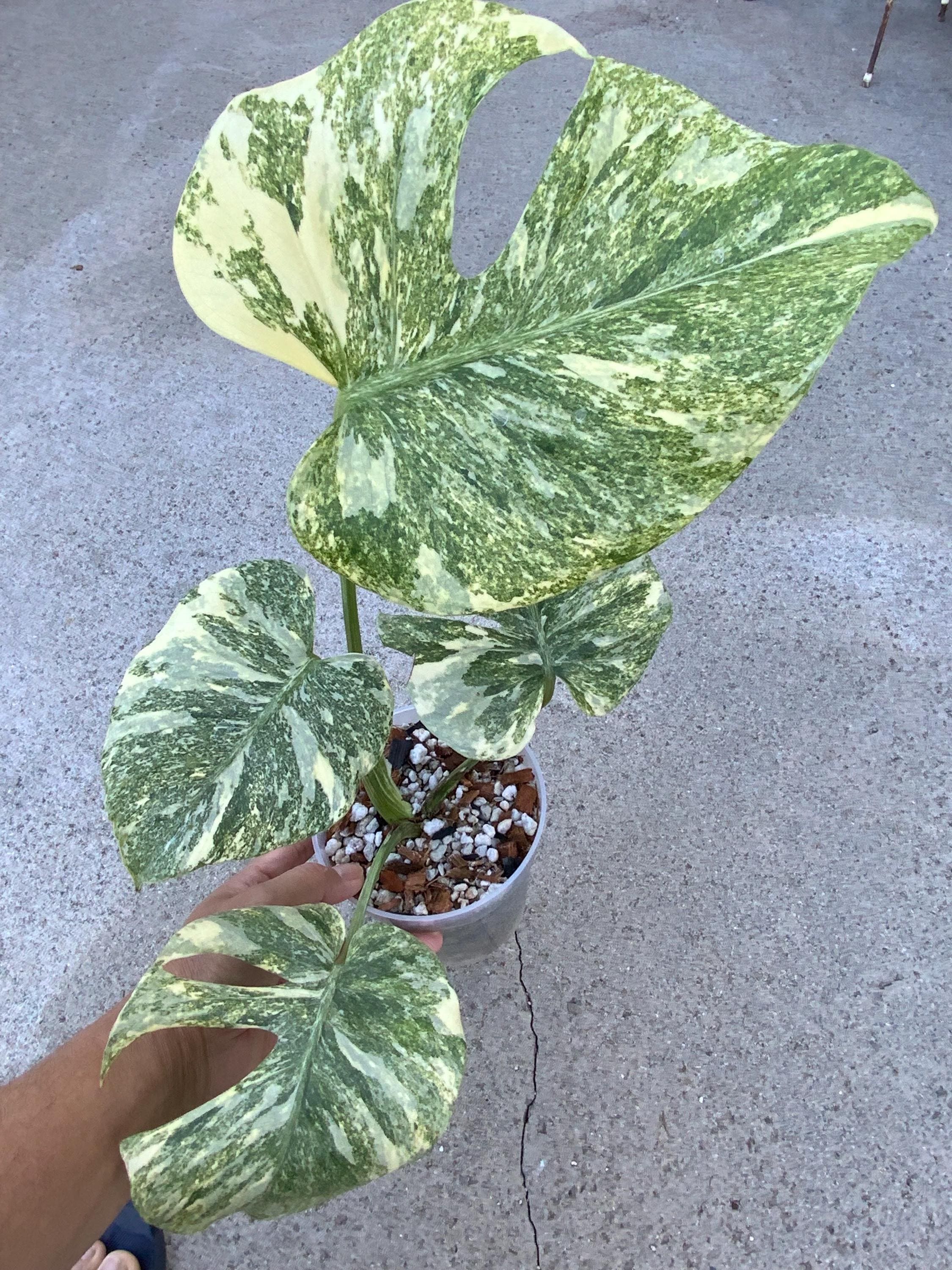 Monstera legacy - Etsy 日本