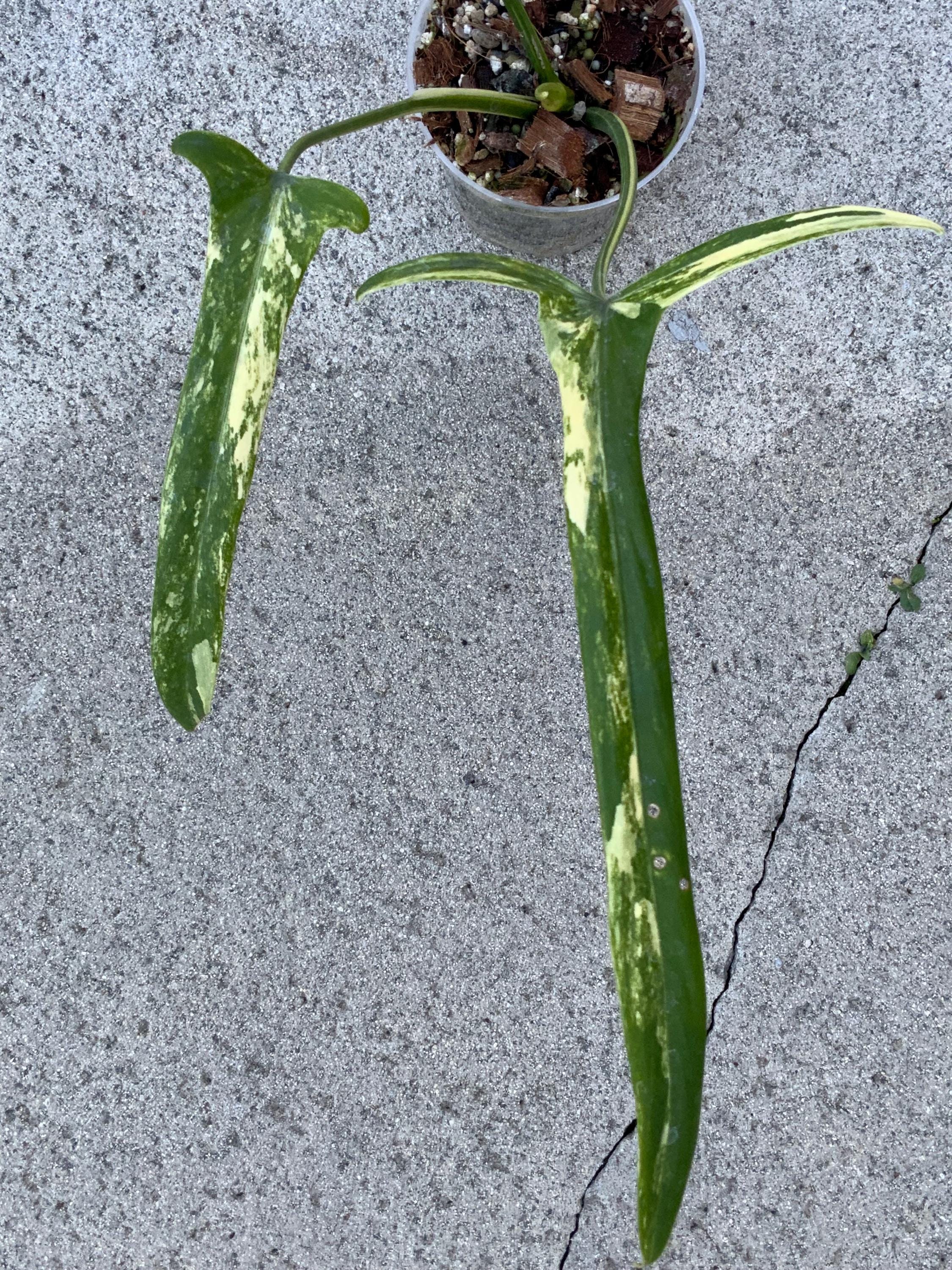 Philodendron Holtonianum Variegated - Etsy