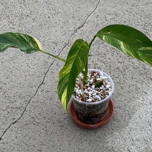 Epipremnum Giganteum Blue Java Aurea Variegated US California seller