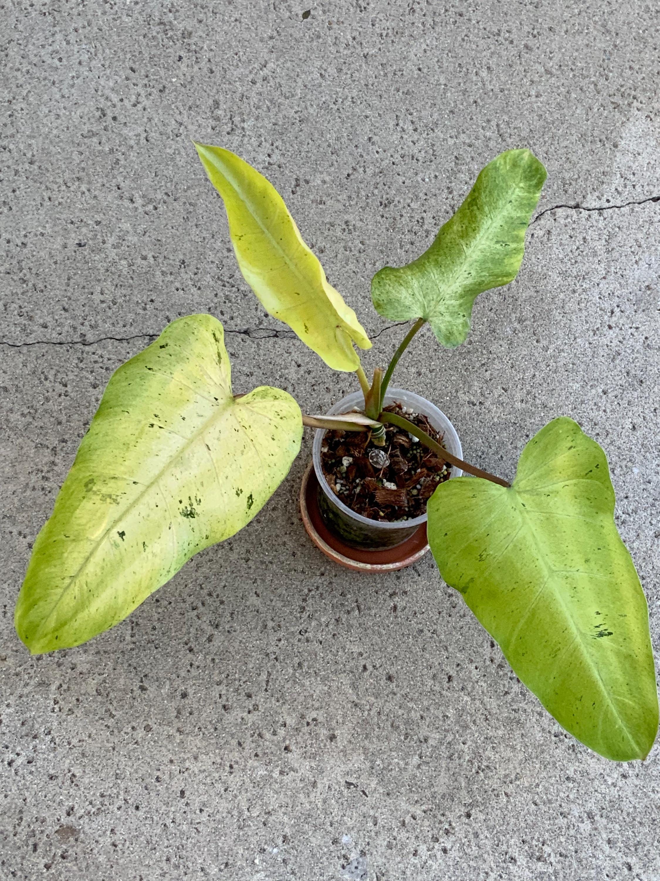 Variegated philodendron whipple way - Etsy 日本