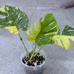 Monstera electro light - Etsy 日本