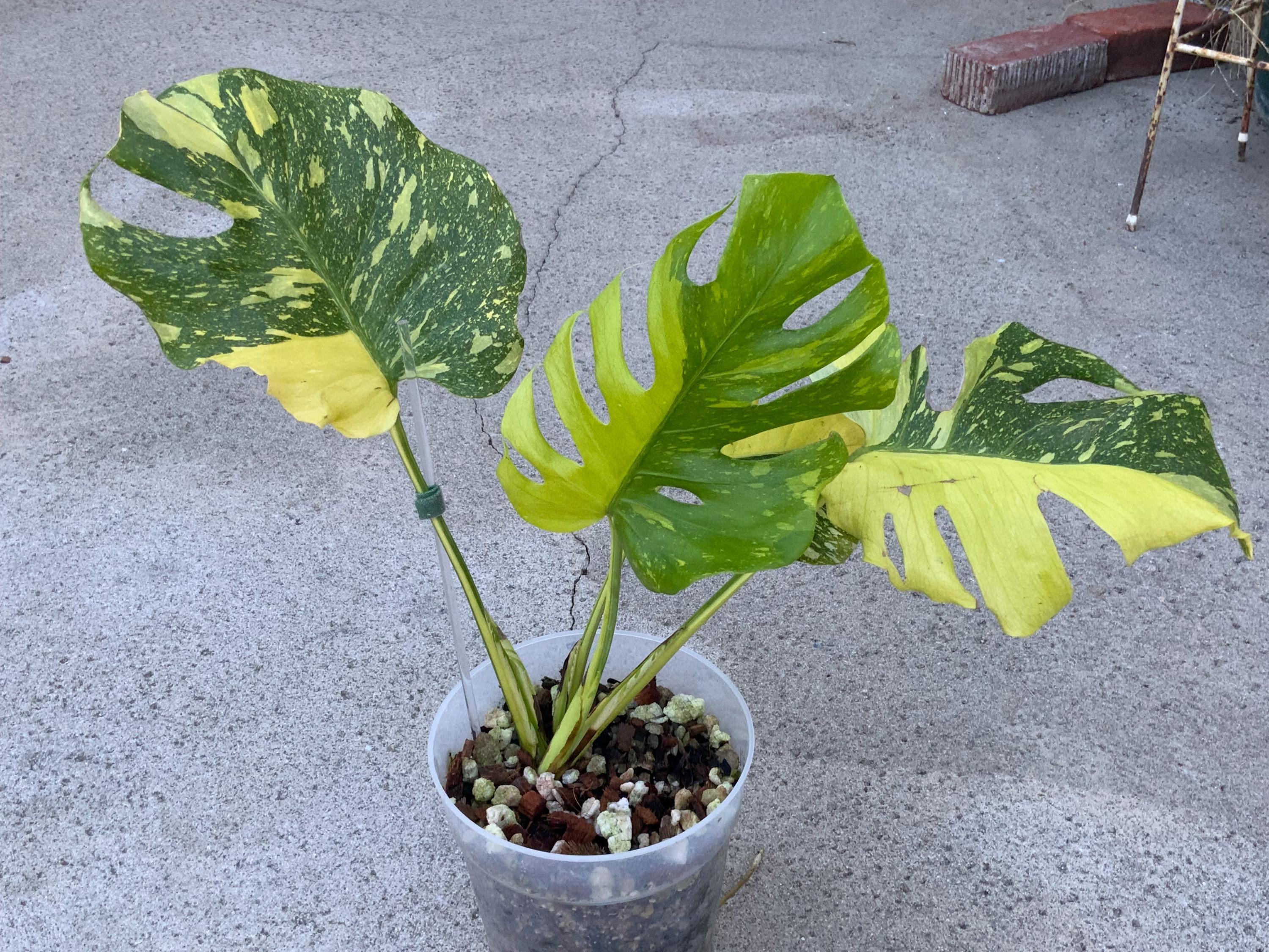 Monstera electro light - Etsy 日本