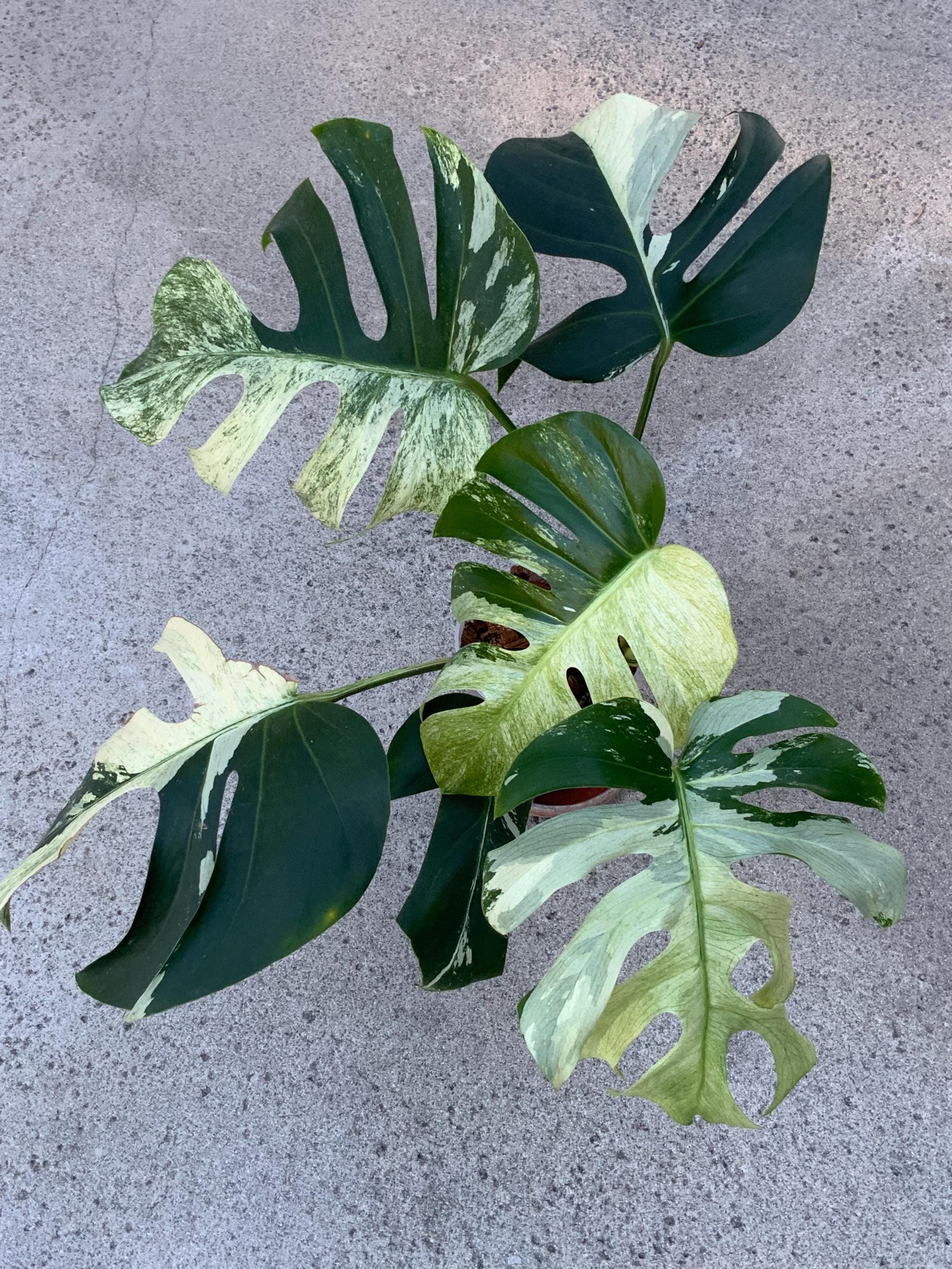 モンステラ・ポトス 15 Monstera borsigiana variegated 'Mint' Monstera Deliciosa x Borsigiana Full Mint Variegated – Plants.Me