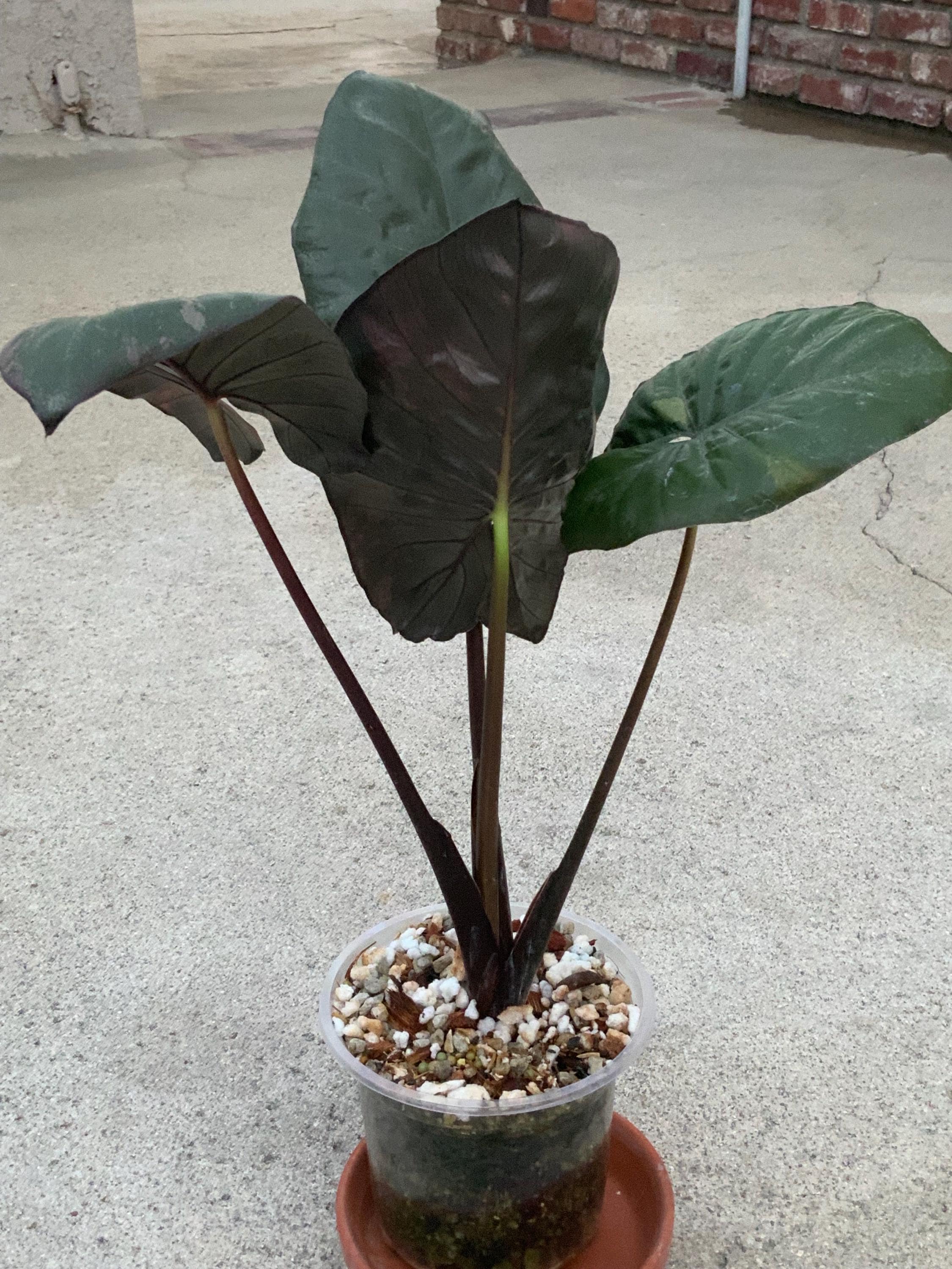 Alocasia serendipity variegated - Etsy 日本