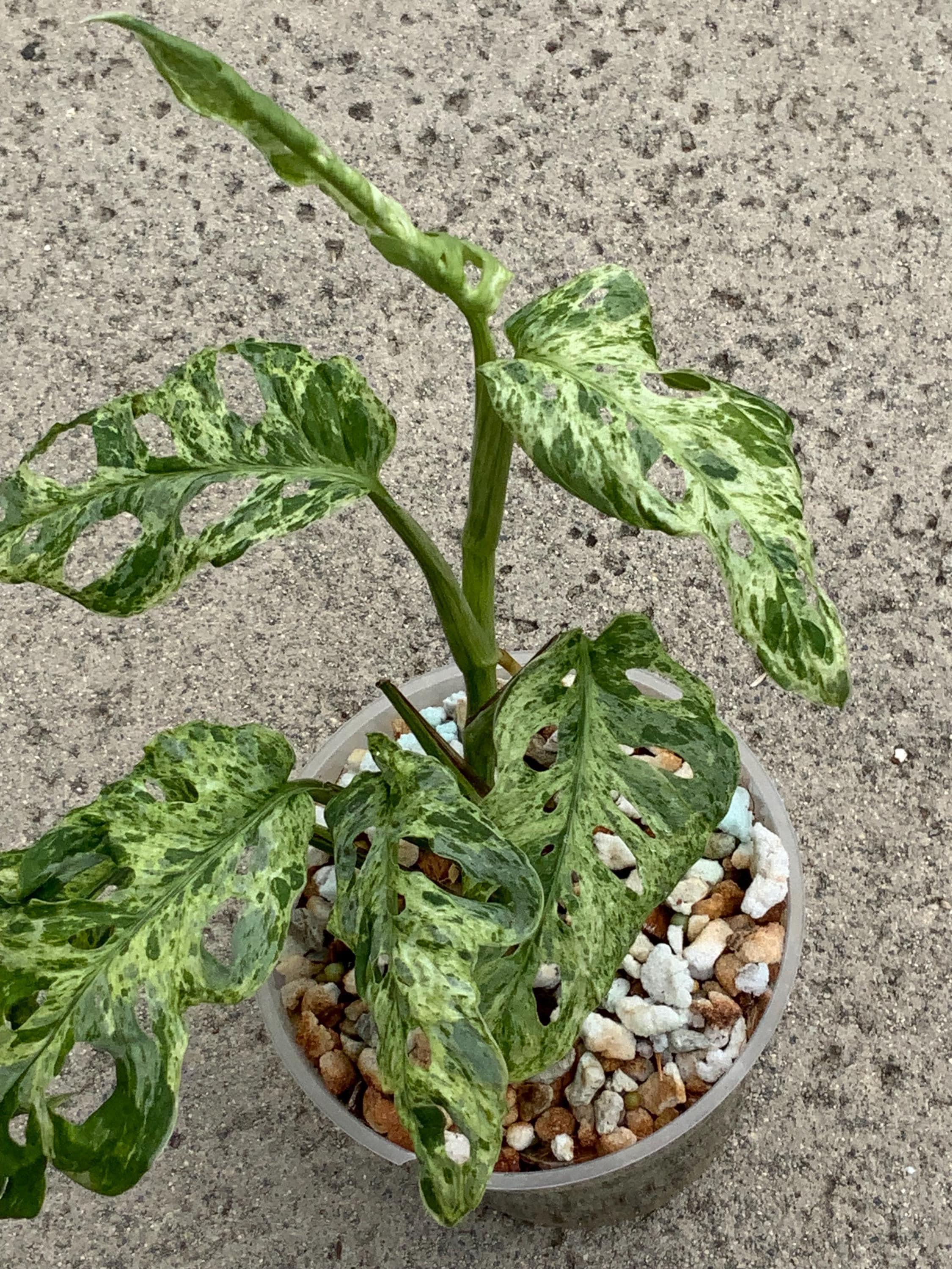 Monstera Adansonii Indonesia - Etsy