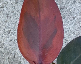 フィロデンドロン・パーシモン・プリンセス - Etsy 日本