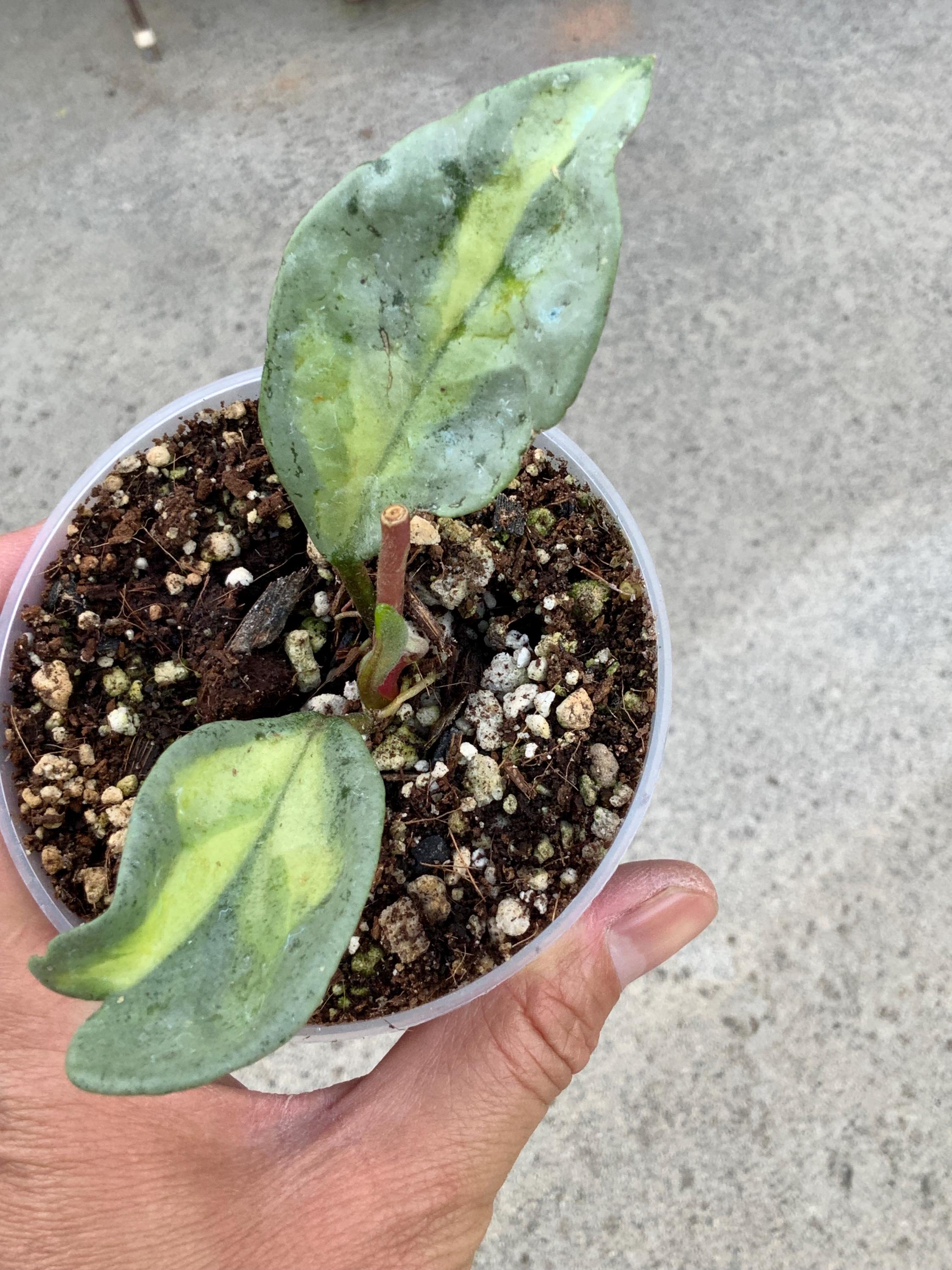 Hoya argentea princess - Etsy 日本