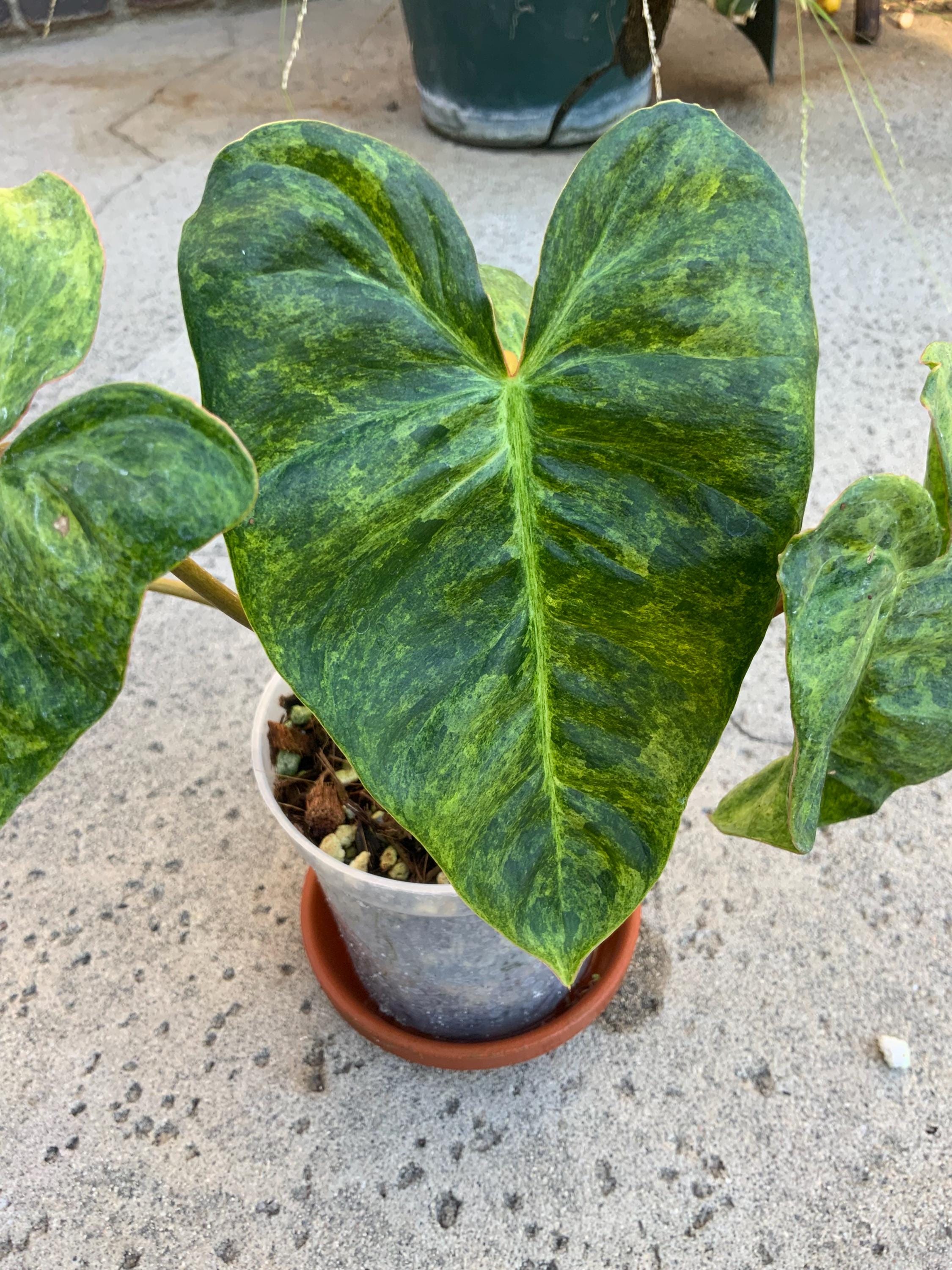 Hybrid Philodendron Billietiae X El Choco Red Variegated Rooted US