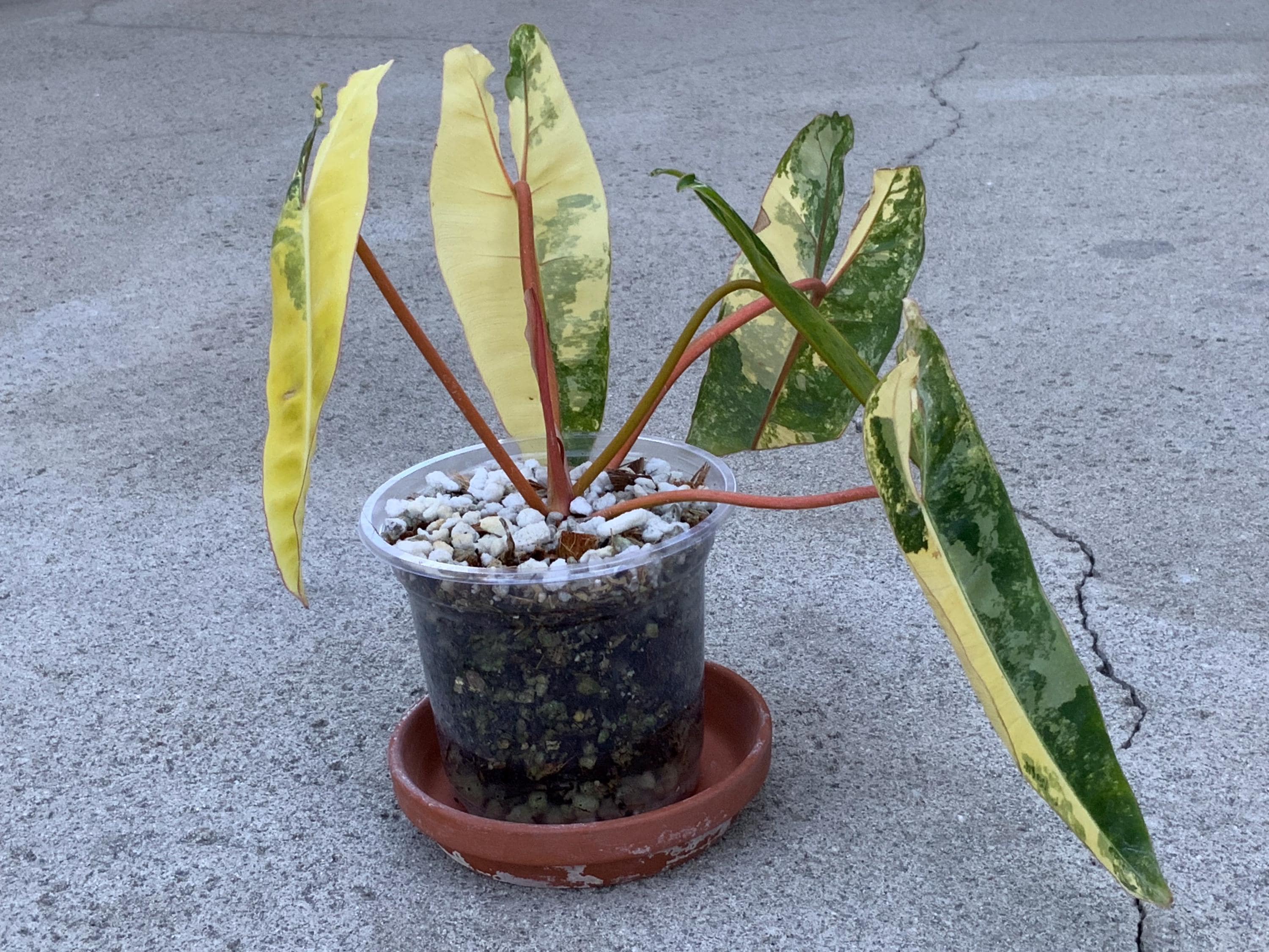 Philodendron billietiae variegated - Etsy 日本