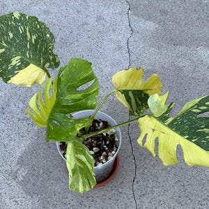 Monstera electro light - Etsy 日本