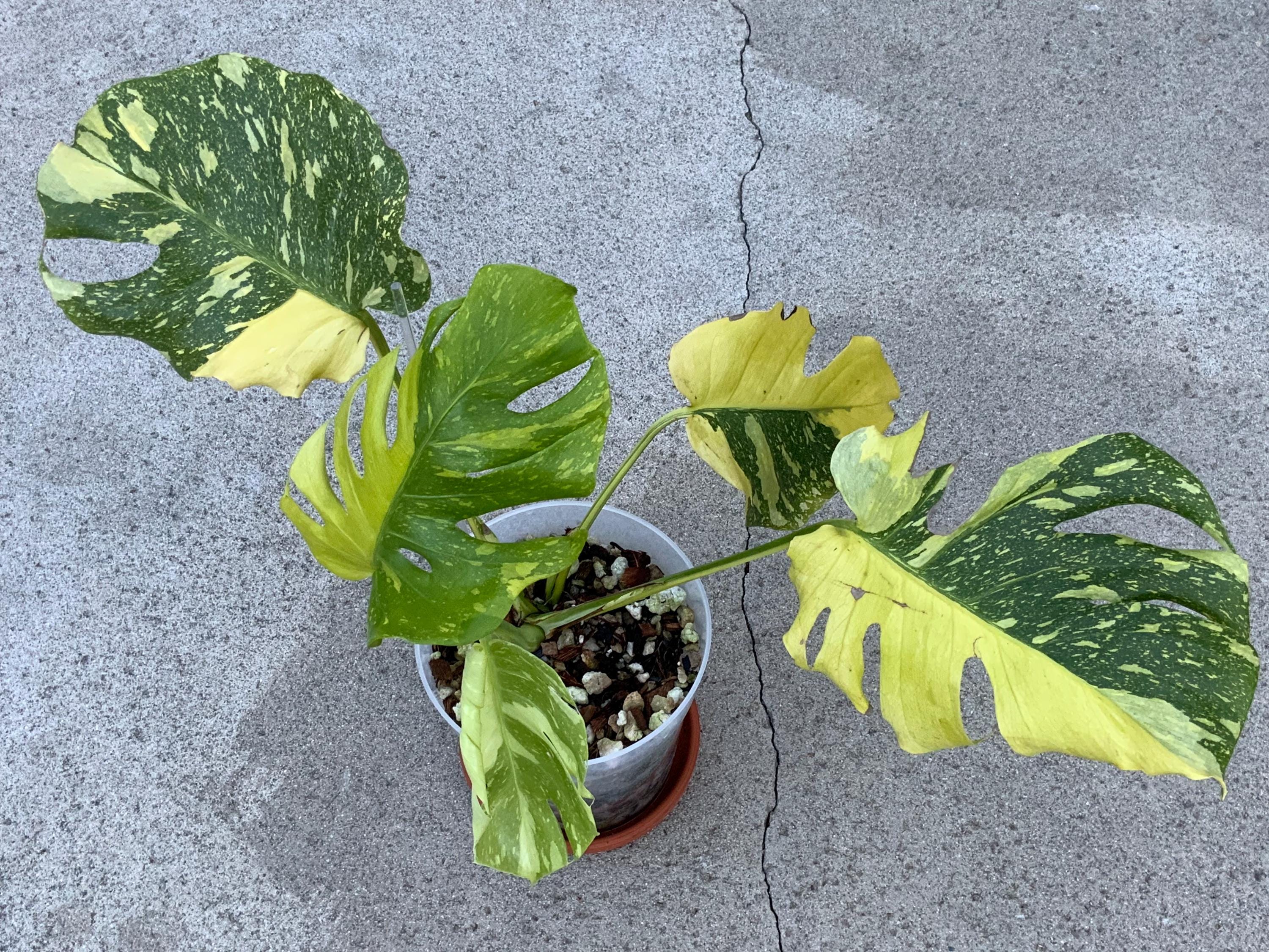 Monstera electro light - Etsy 日本