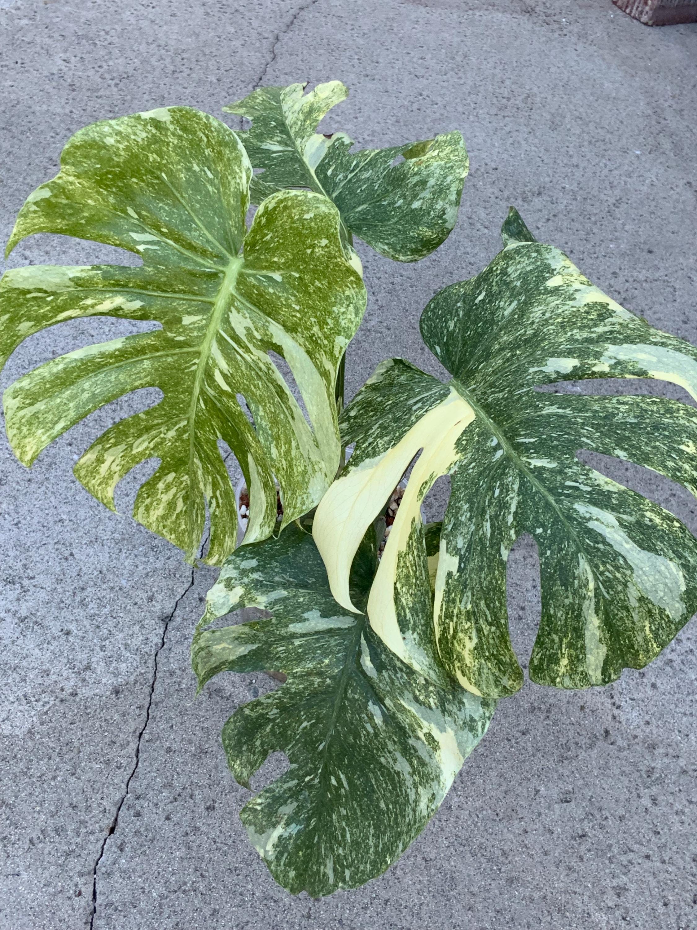 Monstera legacy - Etsy 日本
