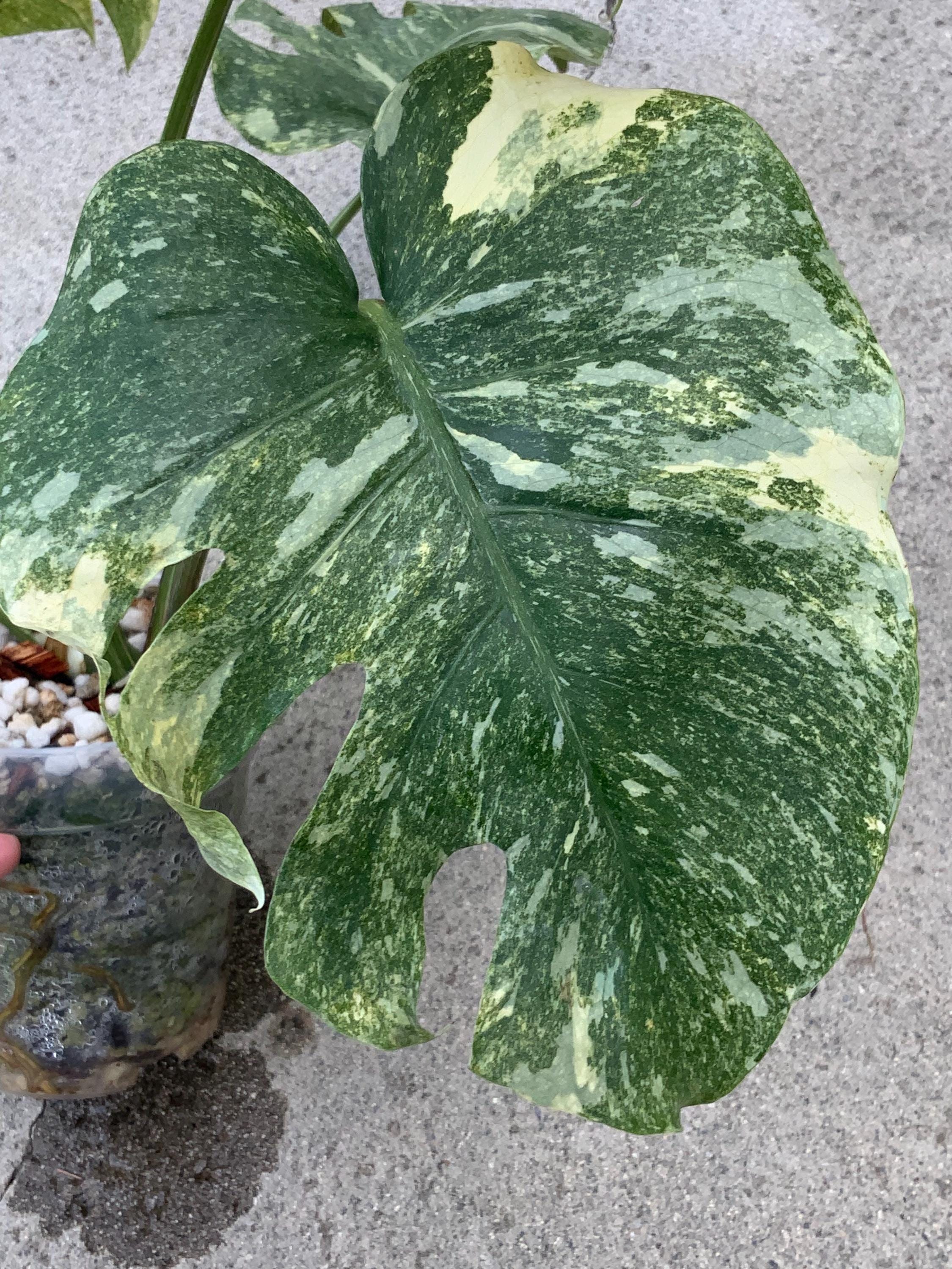 Monstera legacy - Etsy 日本