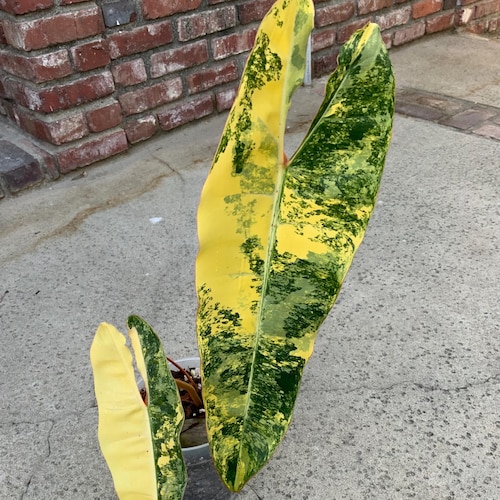 n*a様 特選大株‼️ボルシギアナ&デリシオーサミックスフルミント