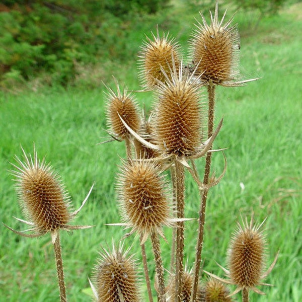Teasel pods Thistle stalks dried teasel stems for dried floral arrangements rustic greenery male boutonnière, rustic farmhouse pioneer plant