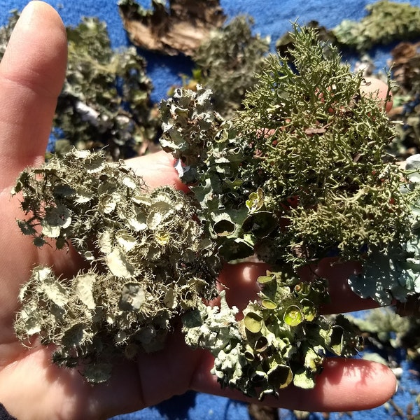 Lichen for fairy gardens terrariums live lichen Tennessee lichen naturalist collection of lichen natural supplies for homeschooling vivarium