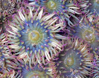 Tide Pools / Oregon Coast / Sea Anemone / Fine Art Photography / Artwork For Business