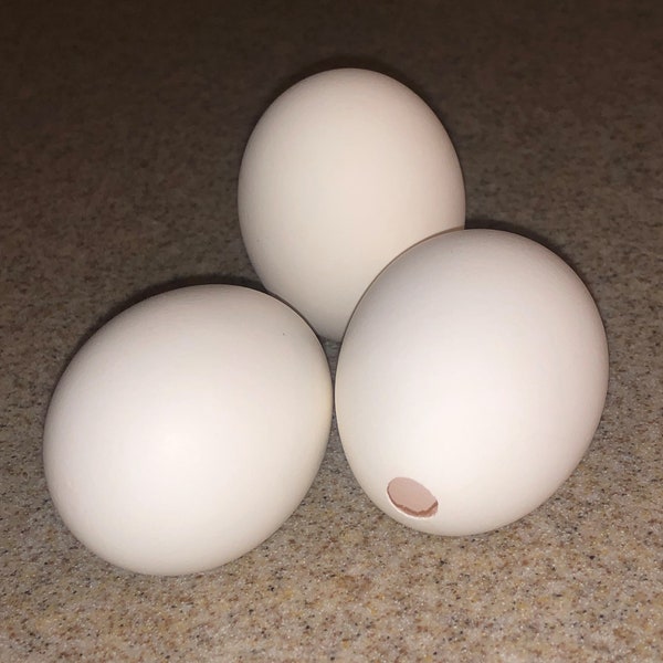 HOLLOWED OUT-Egg Shells! (10 Count/20 Count/30Count) Cartons Included!