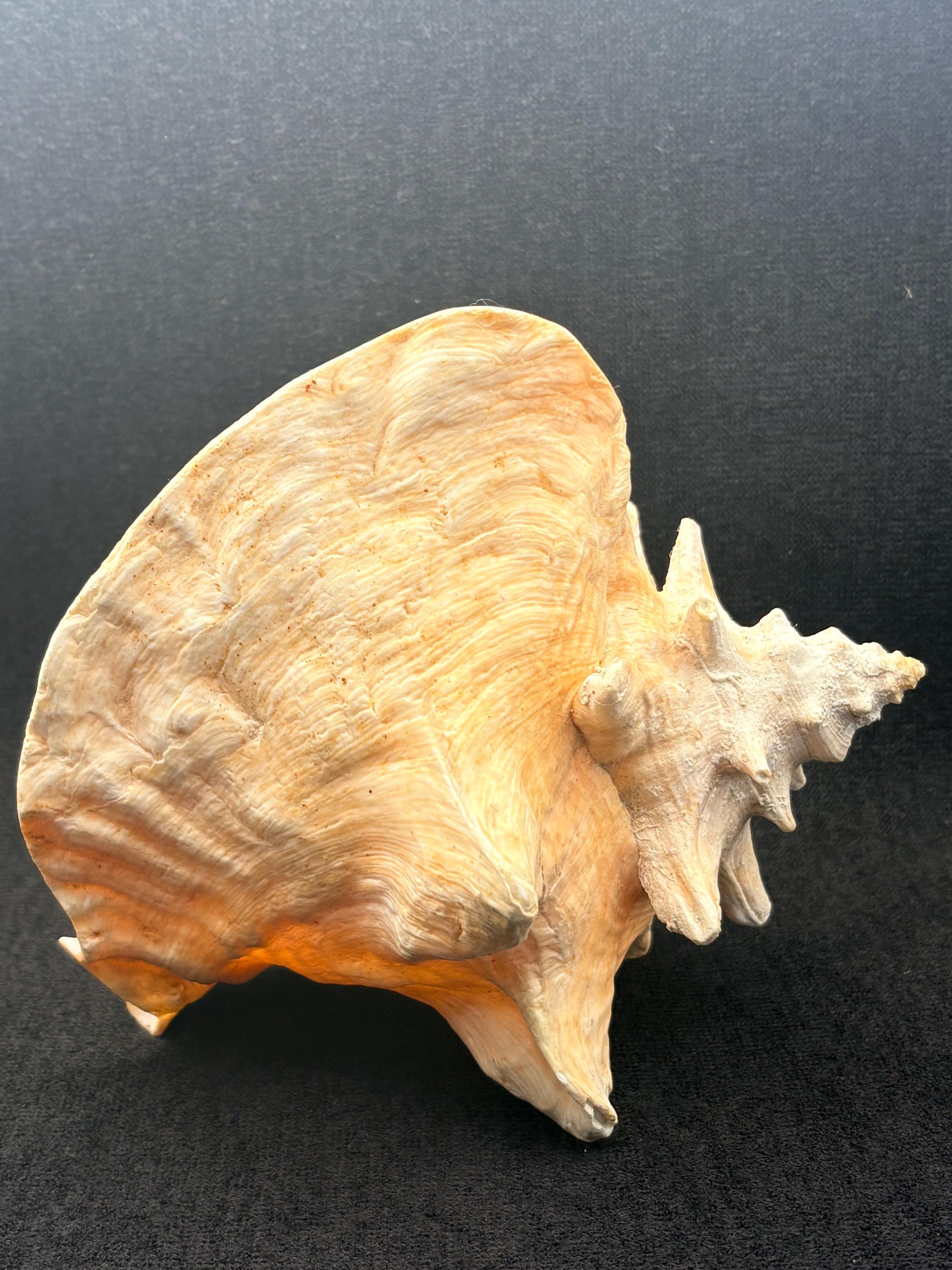 Vintage Large Natural Queen Conch Shell With a Pink Interior - Etsy