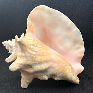 Puede incluir: Una gran concha natural con forma de espiral y un interior liso y nacarado. La concha presenta una mezcla de tonos beige, melocotón y rosa, con un exterior texturizado. Un artículo decorativo natural.