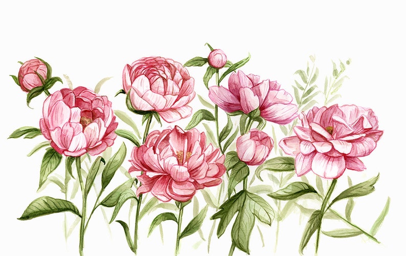 watercolor pink peonies mural watercolor peony wallpaper mural peony floral wallpaper