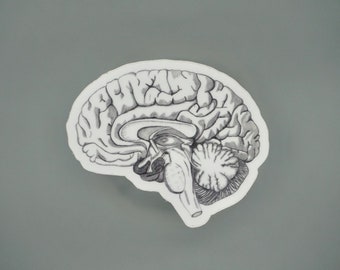May include: A black and white illustration of a human brain, showcasing its intricate structure. The brain is depicted in a side profile, with detailed lines representing the different sections and folds. The image is set against a gray background.