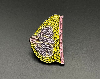 Pin de pecho - pin de esmalte - anatomía - medicina