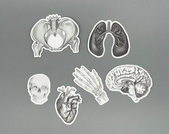 Anatomy Sticker Pack - Anatomie - Sticker - Médecine - autocollant médical - autocollant vinyle
