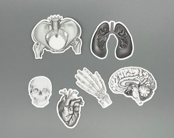 May include: A collection of grayscale anatomical stickers featuring detailed illustrations of the human skeletal and organ systems. Includes a skull, heart, lungs, brain, pelvis, and hand bones. The stickers have a white border and are set against a gray background.