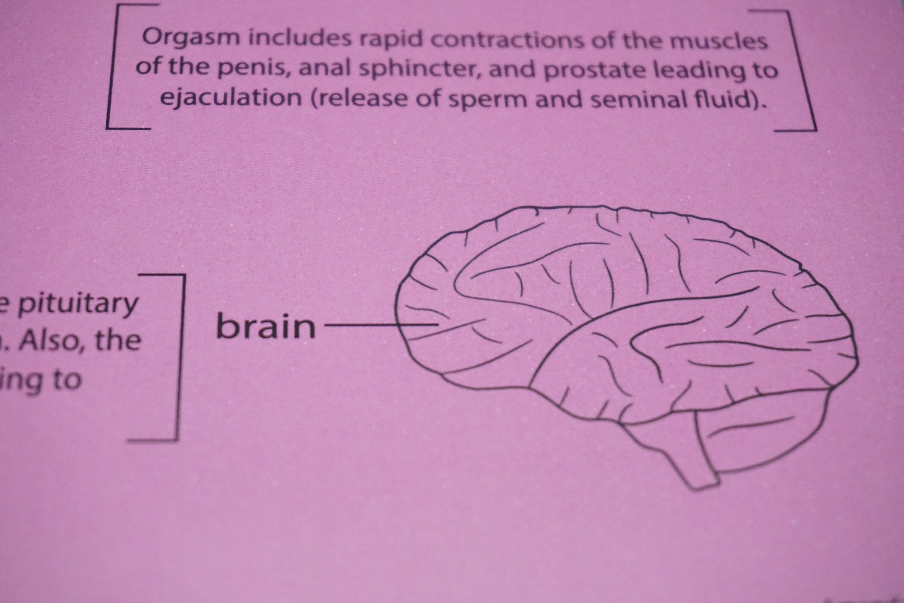 Anatomy of an Orgasm Print A4 organ medical human - Etsy Polska
