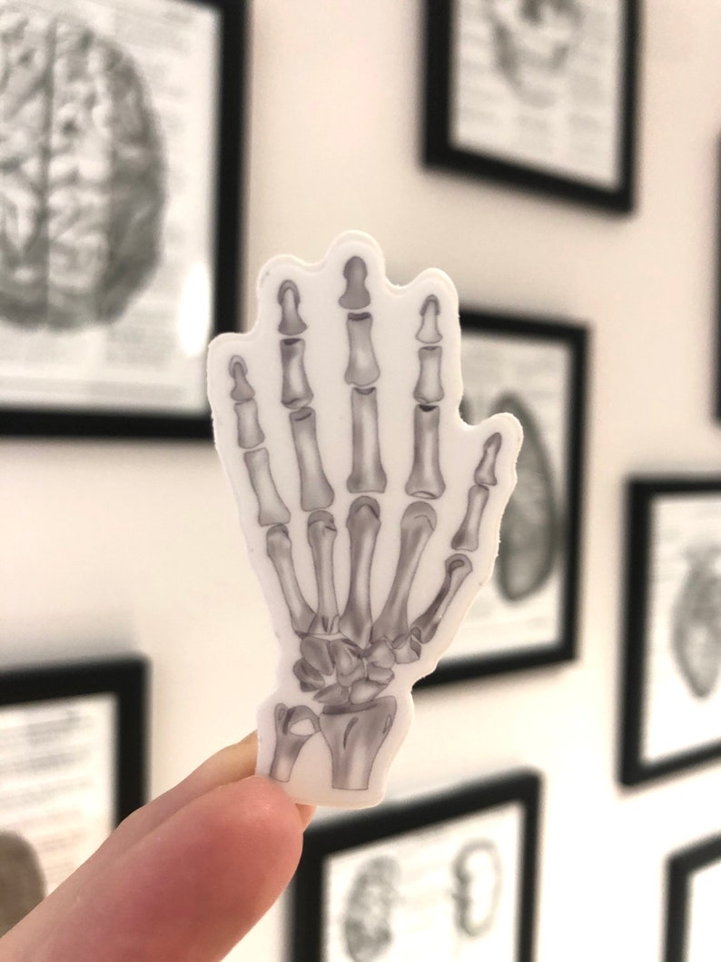 Skeletal System Sticker Skeletal Hand Sticker - Anatomy - Sticker - Medicine - Medical Sticker ...