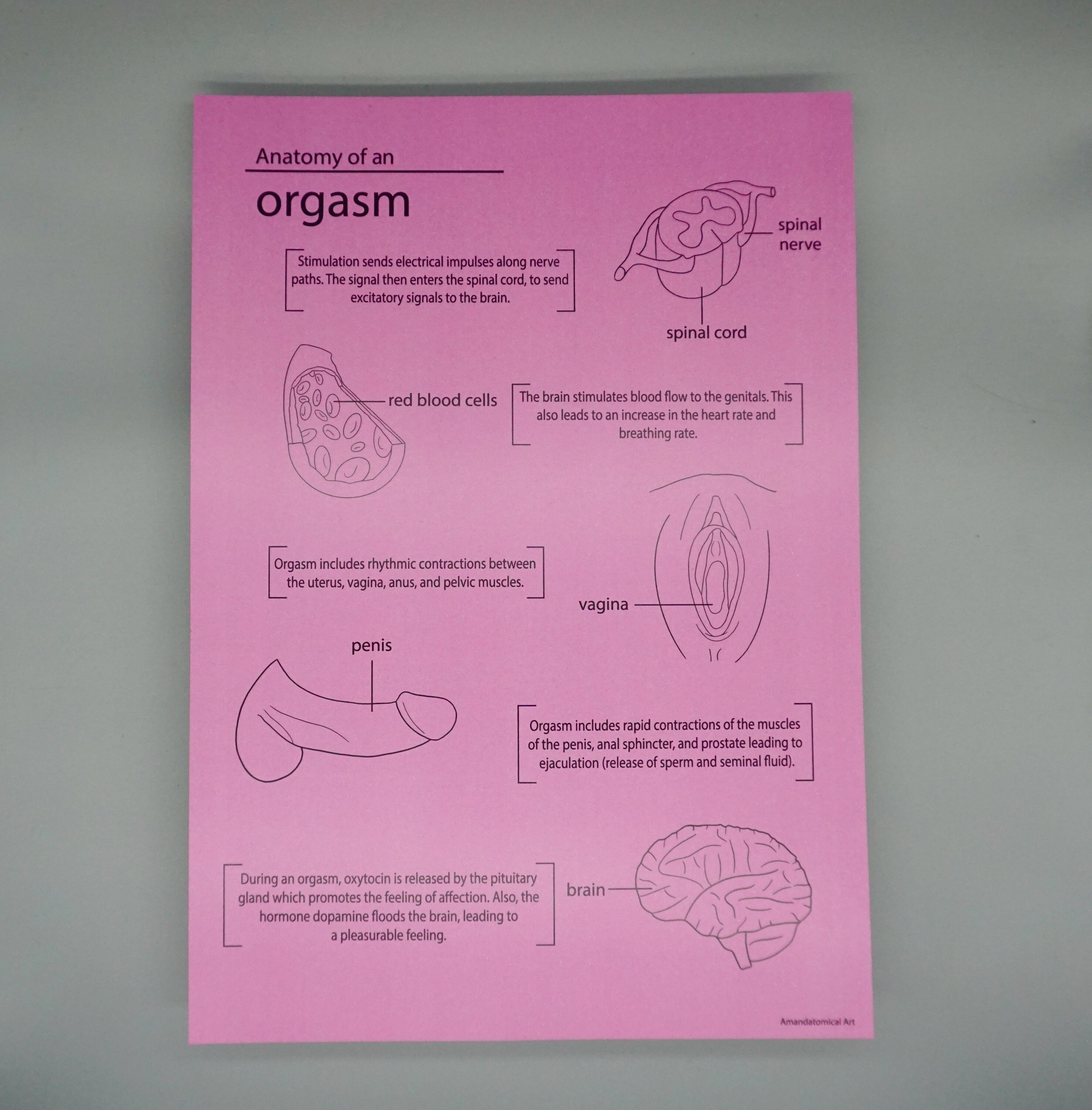 Anatomy Of An Orgasm Print A4 Organ Medical Human Anatomy 