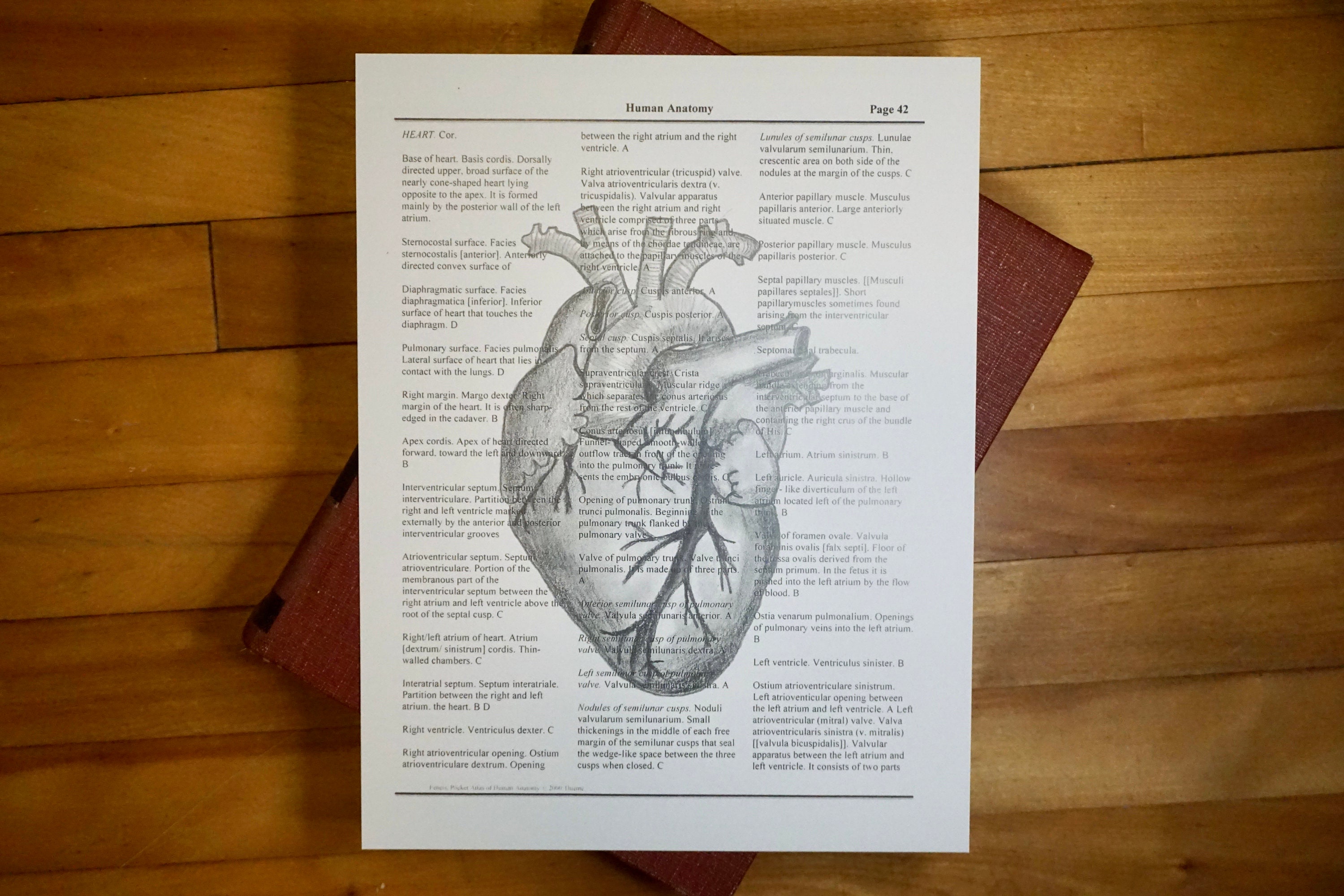 Heart Art Print - Textbook Page - Human Anatomy - Medical Print - Wall ...