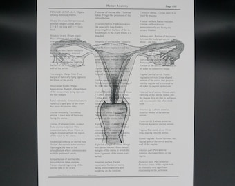 Reproductive System Art Print - textbook page - human anatomy - medical print - wall art - gift drawing