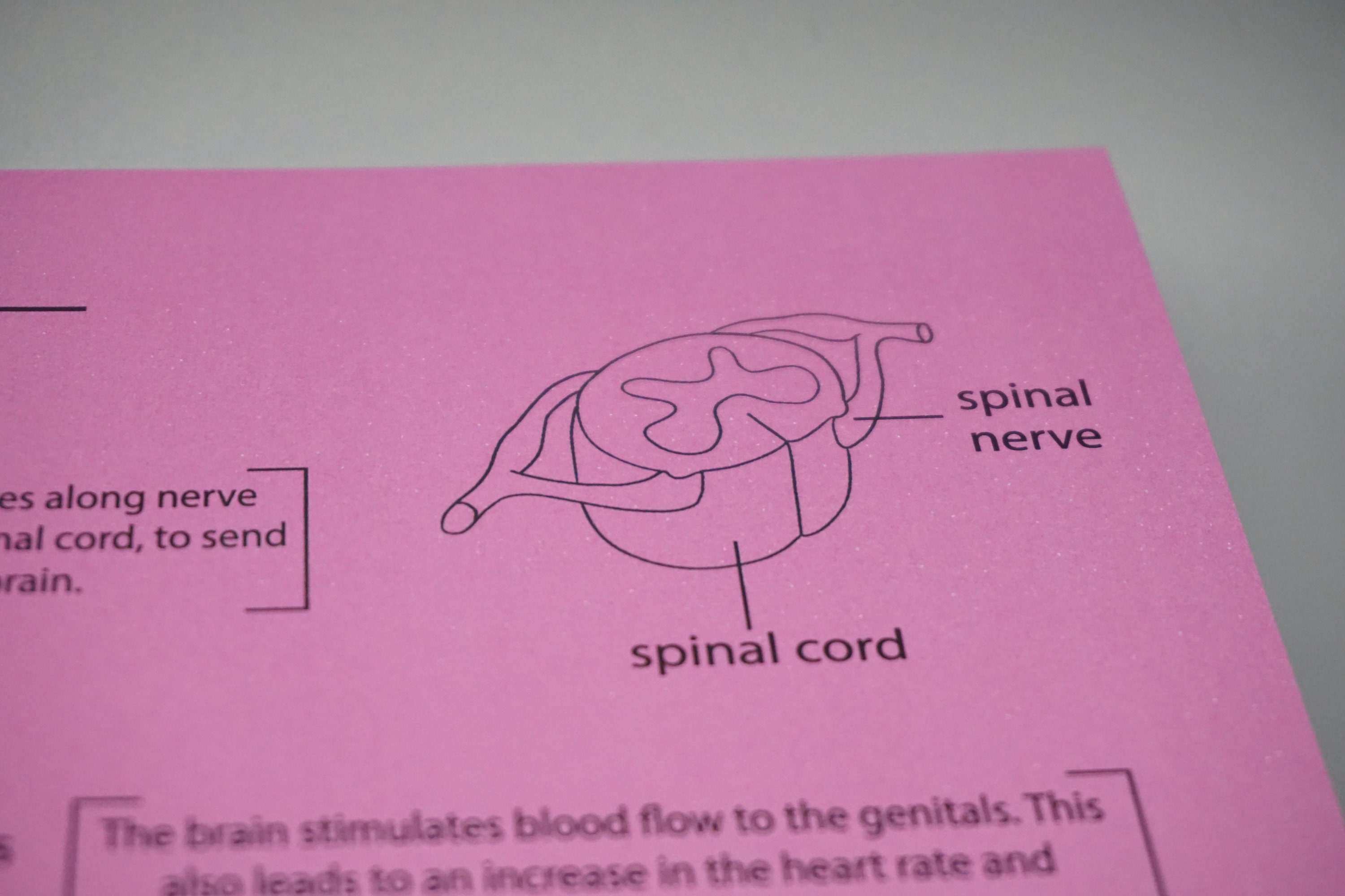 Anatomy of an Orgasm Print A4 Organ Medical Human - Etsy